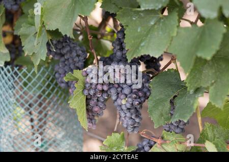 Detail der Weintrauben auf der Kordon im Weinhof vor Ernte Stockfoto