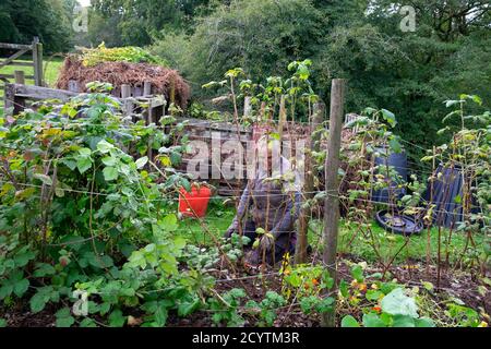 Mann Gärtner beschneiden Himbeerstöcke im ländlichen Land Oktober Herbst weiche Obst Gemüse Garten Kompostbehälter Carmarthenshire Wales UK KATHY DEWITT Stockfoto