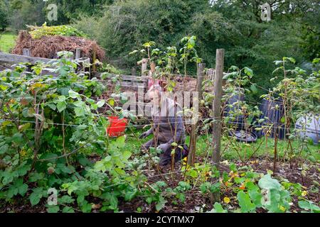 Mann beschneiden Himbeerstöcke im ländlichen Land Oktober Herbst weicher Obst-Gemüsegarten mit Kompost-Mülltonnen Carmarthenshire Wales UK KATHY DEWITT Stockfoto