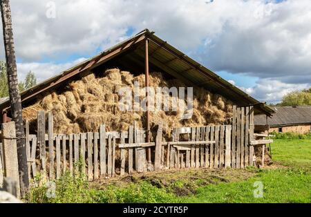 Heulager mit geernteten Heuballen für Rinder. Landwirtschaftliche Scheune Baldachin mit Ballen Heu im Sommer Stockfoto