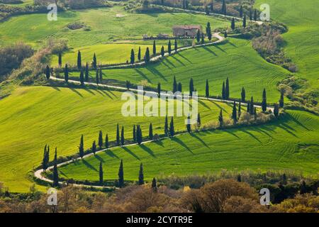Straße mit Zypressen schlängelt sich auf Hügel, La Foce, Val d'Orcia, Toskana, Italien, Europa Stockfoto