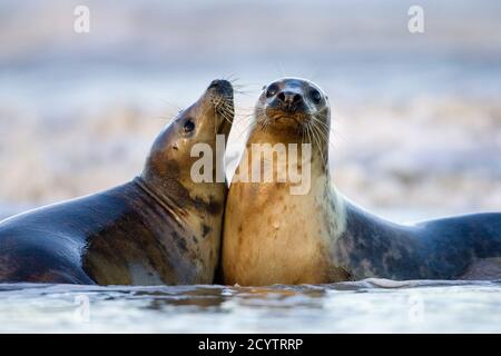 Gray Seal Couple (Halichoerus grypus) spielt im Surf, Donna NOOK, Lincolnshire, England Stockfoto