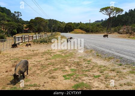 Schweine und Ferkel wandern frei neben einer ländlichen Schotterstraße. Fotografiert auf der Coromandel Peninsula, Neuseeland Stockfoto