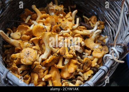Korb mit Pfifferlingen im Wald gesammelt Stockfoto