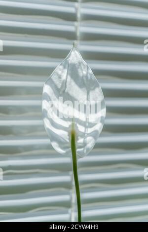 Spathiphyllum Blume auf gestreiftem unscharfem Hintergrund. Weiße Blume hinterleuchtete Sonnenlicht gegen Fensterläden. Naturtapete. Getöntes Bild. Nahaufnahme Stockfoto