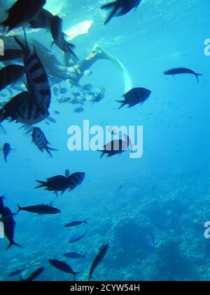 Taucher Mann in einer Schnorchelmaske zeigt offene Hand unter Wasser unter einer Schule von tropischen gestreiften Fischen auf einem hellblauen Wasser Hintergrund, Kopierraum. Stockfoto