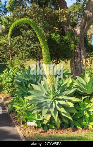 Ein riesiger hängende Blütenstiel auf einer Agave attenuata (auch bekannt als Fuchsschwanz, Schwanenhals oder Löwenschwanz-Agave) Pflanze. Royal Botanic Garden, Sydney, Australien Stockfoto
