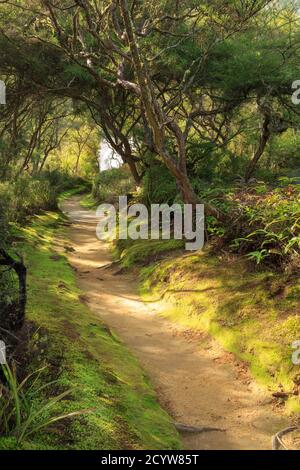 Ein sonnenverwöhnter Pfad durch die Bäume und Moos von New Zealand Urwald Stockfoto