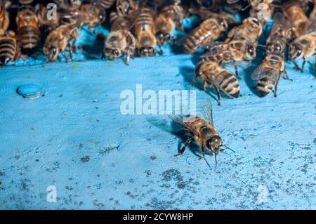 Honigbienen beim Kommen und Gehen am Bienenstock Stockfoto