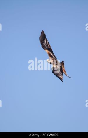 Ein einziger Red Kite Milvus milvus, der in der Gigrin Farm Fressstation in Powys, Wales, gegen einen klaren blauen Himmel auf der Flucht auffliegt Stockfoto