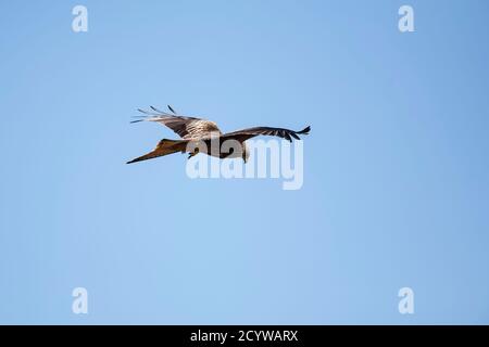 Ein einziger Red Kite Milvus milvus schwebt im Flug gegen einen klaren blauen Himmel an der Gigrin Farm Futterstation, Powys, Wales Stockfoto