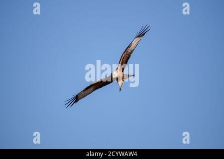 Ein einziger Red Kite Milvus milvus im Flug zeigt seine Markante Gefieder und Markierungen gegen einen klaren blauen Himmel an Gigrin Farm Fütterungsstation Stockfoto