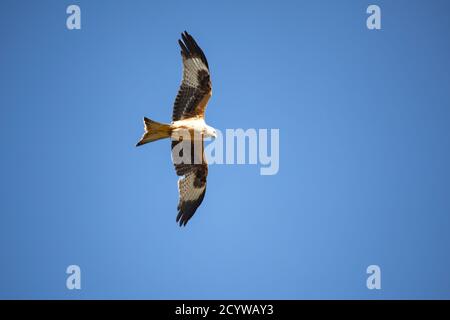Ein einziger Red Kite Milvus milvus im Flug zeigt seine Markante Gefieder und Markierungen gegen einen klaren blauen Himmel an Gigrin Farm Fütterungsstation Stockfoto