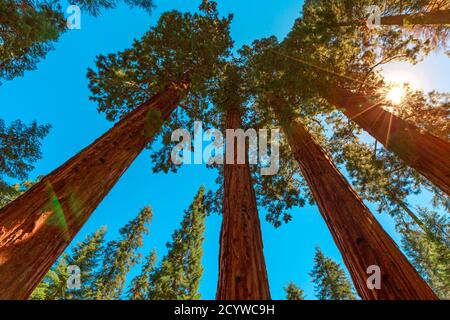 Sequoia Nationalpark 360 Grad Panorama in der Sierra Nevada in Kalifornien, USA. Sequoia NP ist berühmt für seine große Menge an Stockfoto
