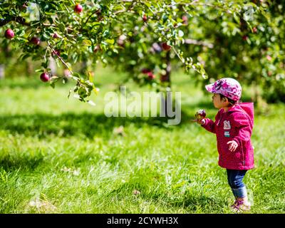 Quebec, Kanada - September 20 2020: Kleines Mädchen, das unter dem Apfelbaum spielt Stockfoto