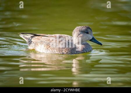 Gadwall, Mareca strepera. Erwachsenes Männchen (Wintergefieder), das auf einem See schwimmt. Stockfoto