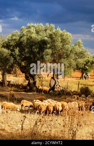 Rebaño de ovejas en el Olivar. Biniatzar. Bunyola. Tramuntana. Mallorca Illes Balears. España. Stockfoto