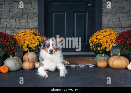 Schöne junge Rüde Blue Merle Australian Shepherd Hund liegt auf einer Veranda mit Mütter und Kürbisse für den Herbst dekoriert. Stockfoto