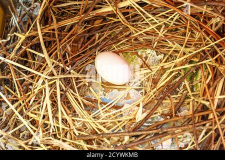 Nahaufnahme eines Taubeneis auf dem Nest. Columba livia domestica Arten. Frieden und Liebe und Ostern Konzept. Stockfoto