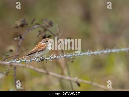 Rotrückenwürger Lanius collurio scannt auf einem Stacheldrahtzaun nach Beutegegenständen. Ein Herbstvogel an der Nord-Norfolk-Küste, Großbritannien Stockfoto