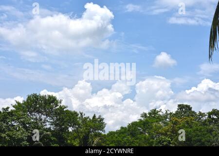 Himmel und Baum Stockfoto