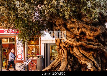 olivo de Cort, Olea europaea var. Europaea, Palma, mallorca, islas baleares, spanien, europa Stockfoto