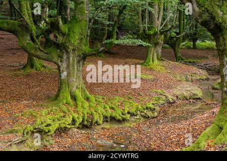 Hayedo de Otzarreta, fagus sylvatica,parque natural Gorbeia,Alava- Vizcaya, Euzkadi, Spanien Stockfoto