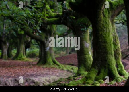 Hayedo de Otzarreta, fagus sylvatica,parque natural Gorbeia,Alava- Vizcaya, Euzkadi, Spanien Stockfoto