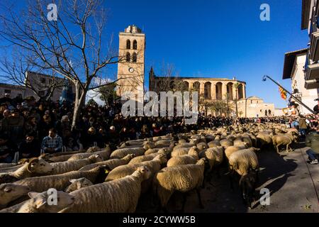 Herde von Schafen, Beneïdes de Sant Antoni, Muro, Mallorca, Balearen, Spanien Stockfoto