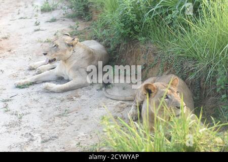 Lion Stockfoto