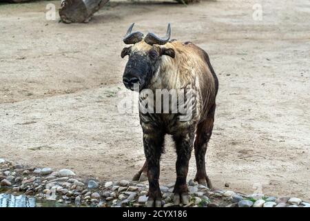 Mishmi Takin Berg Ziege Porträt Stockfoto