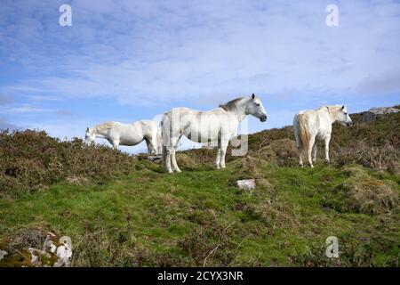 Connemara Ponys in einem Feld in Connemara, County Galway, Irland. Stockfoto