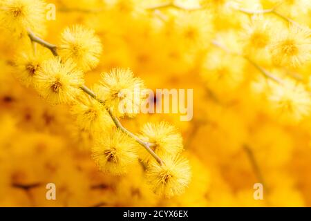 Zweig der Mimose - Nahaufnahme Stockfoto