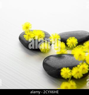 Zweig der Mimose mit schwarzem Stein - Nahaufnahme Stockfoto