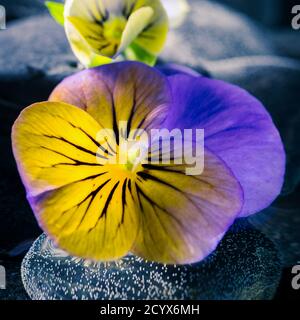 Zweifarbig violett - Stillleben Stockfoto
