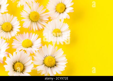 Blumen Komposition von Gänseblümchen - close up Stockfoto