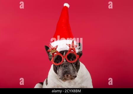 Französische Bulldogge mit Hut und lustigen Weihnachtsgläsern. Roter Hintergrund. Stockfoto