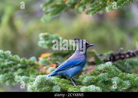 Ein stellarer jay blauer Vogel, der auf einer Kiefer thront Im Rocky Mountain National Park in Colorado Stockfoto