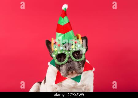 Elfe - Französische Bulldogge verkleidet als Weihnachtselfe mit Weihnachtsgläsern auf rotem Hintergrund. Stockfoto