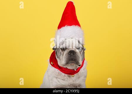 Französische Bulldogge auf gelbem Hintergrund. Weihnachtsmann. Neujahr. Weihnachten. Stockfoto