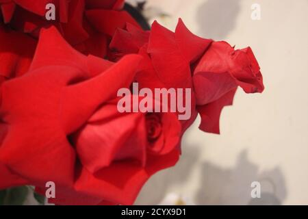 Schöne große Frech rote Rosen in Blüte Stockfoto