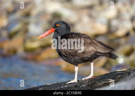 Schwärzlicher Austernfischer; Haematopus ater; Falklands Stockfoto