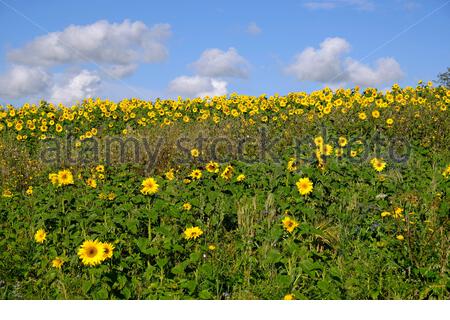 St Monan's, Schottland, Großbritannien. Oktober 2020. Sonnenblumen blühen im schönen sonnigen Wetter neben dem Fife Küstenweg. Kredit: Craig Brown/Alamy Live Nachrichten Stockfoto