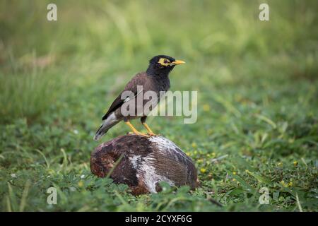 Gewöhnlicher Myna-Vogel; Acridotheres tristis; Seychellen Stockfoto