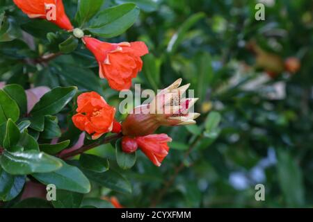 Selektiver Fokus Schuss von Granatapfelblüten und grünen Blättern in Natur Stockfoto