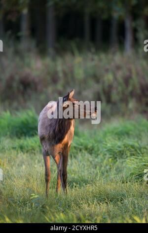 Eine junge Elchkuh mit einem Tag im Ohr posiert auf einem Feld in Benzette, PA, USA Stockfoto