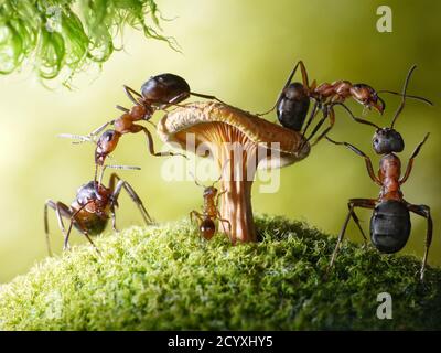 Alles gute wird so gemacht, wie Ameisen Dinge tun: Nach und nach. Stockfoto