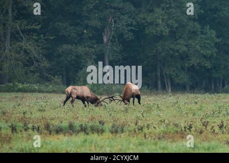 Zwei Stierelelschloss-Geweihe während der Elchrute in Benzette, PA, USA Stockfoto