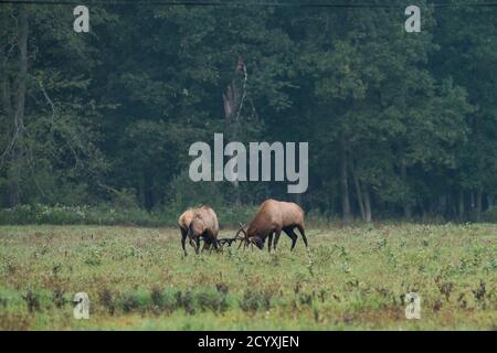 Zwei Bullenelch-Locking-Geweihe während der Elchrute in Benzette, PA, USA Stockfoto