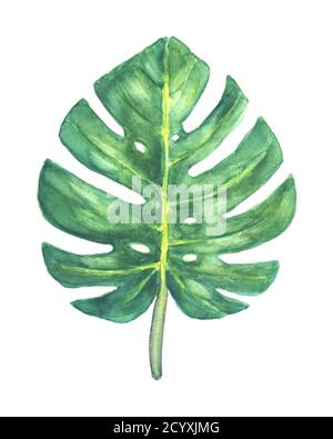 Monstera Blatt. Grünes Blatt der tropischen exotischen Monstera-Pflanze isoliert auf weißem Hintergrund. Aquarell handgezeichnete botanische Illustration. Stockfoto